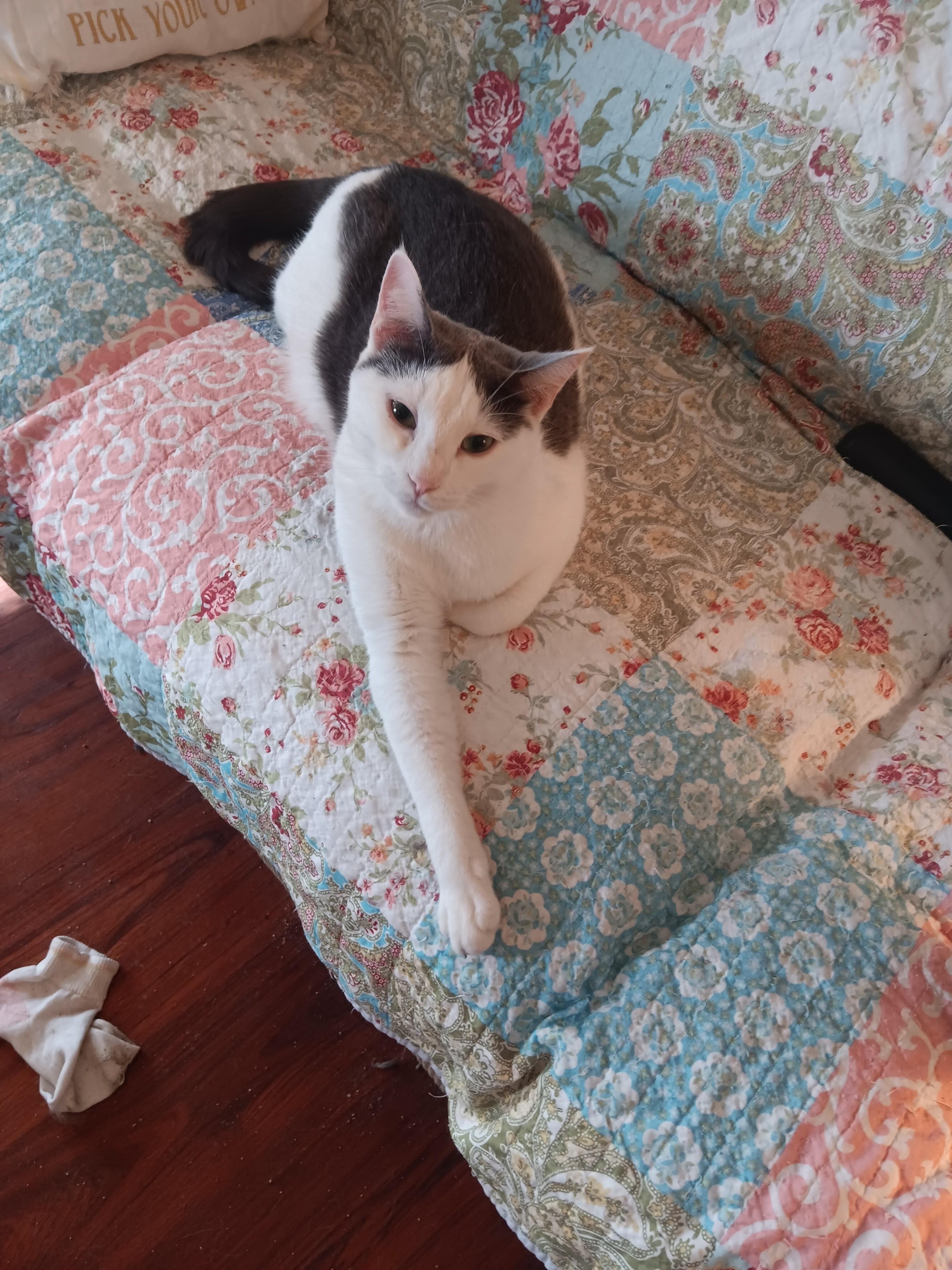 Gus, ADOPTABLE, Young Male Domestic Short Hair.