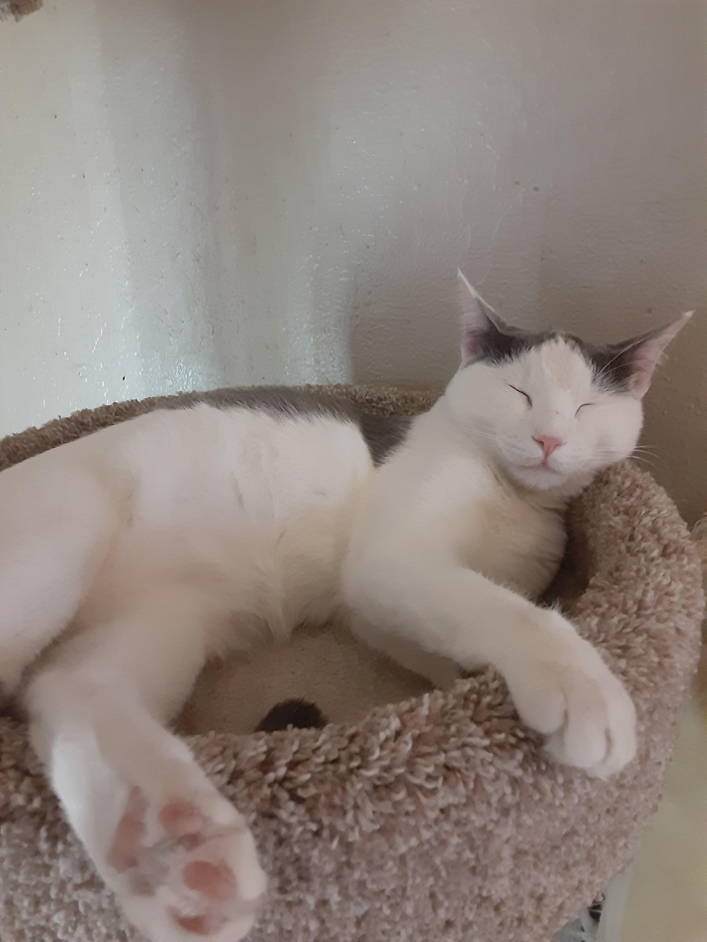 Enlarge Gus, a ADOPTABLE Domestic Short Hair in Antioch, CA image 2/2