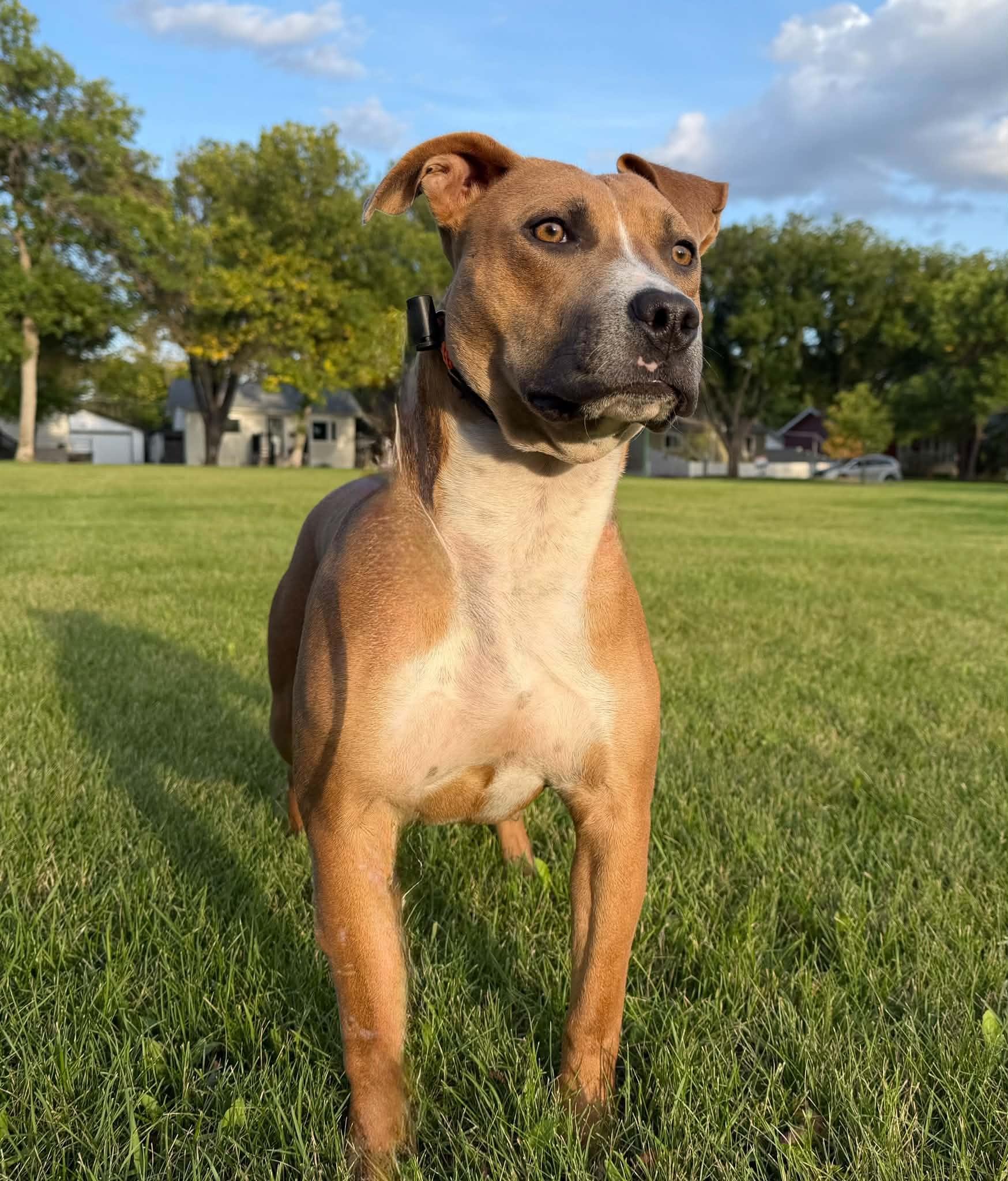 Enlarge Salsa, a Adoptable Mixed Breed in Saskatoon, SK image 3/4