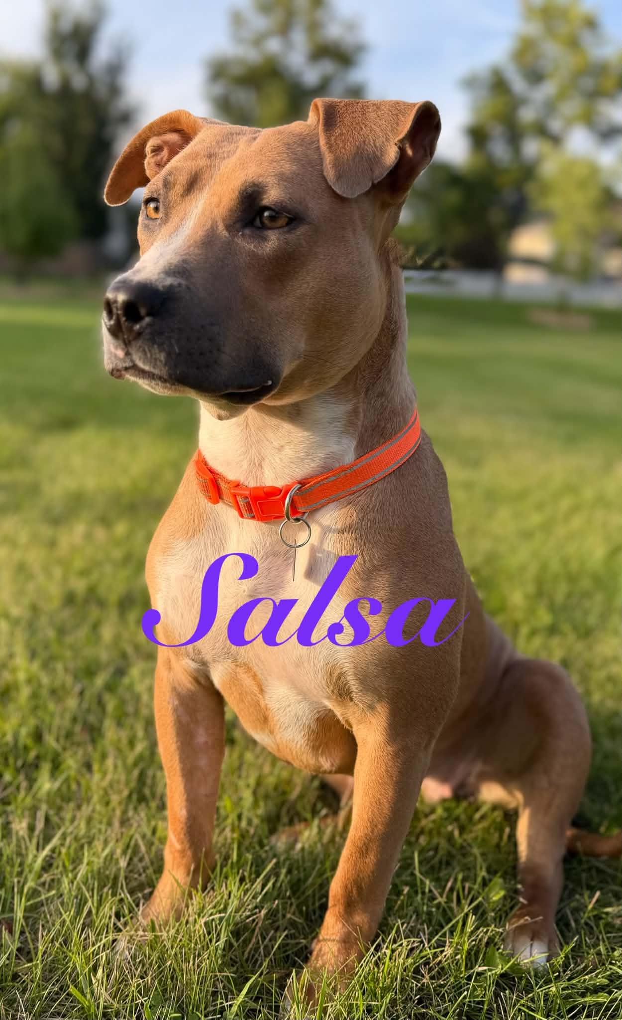 Enlarge Salsa, a Adoptable Mixed Breed in Saskatoon, SK image 1/4