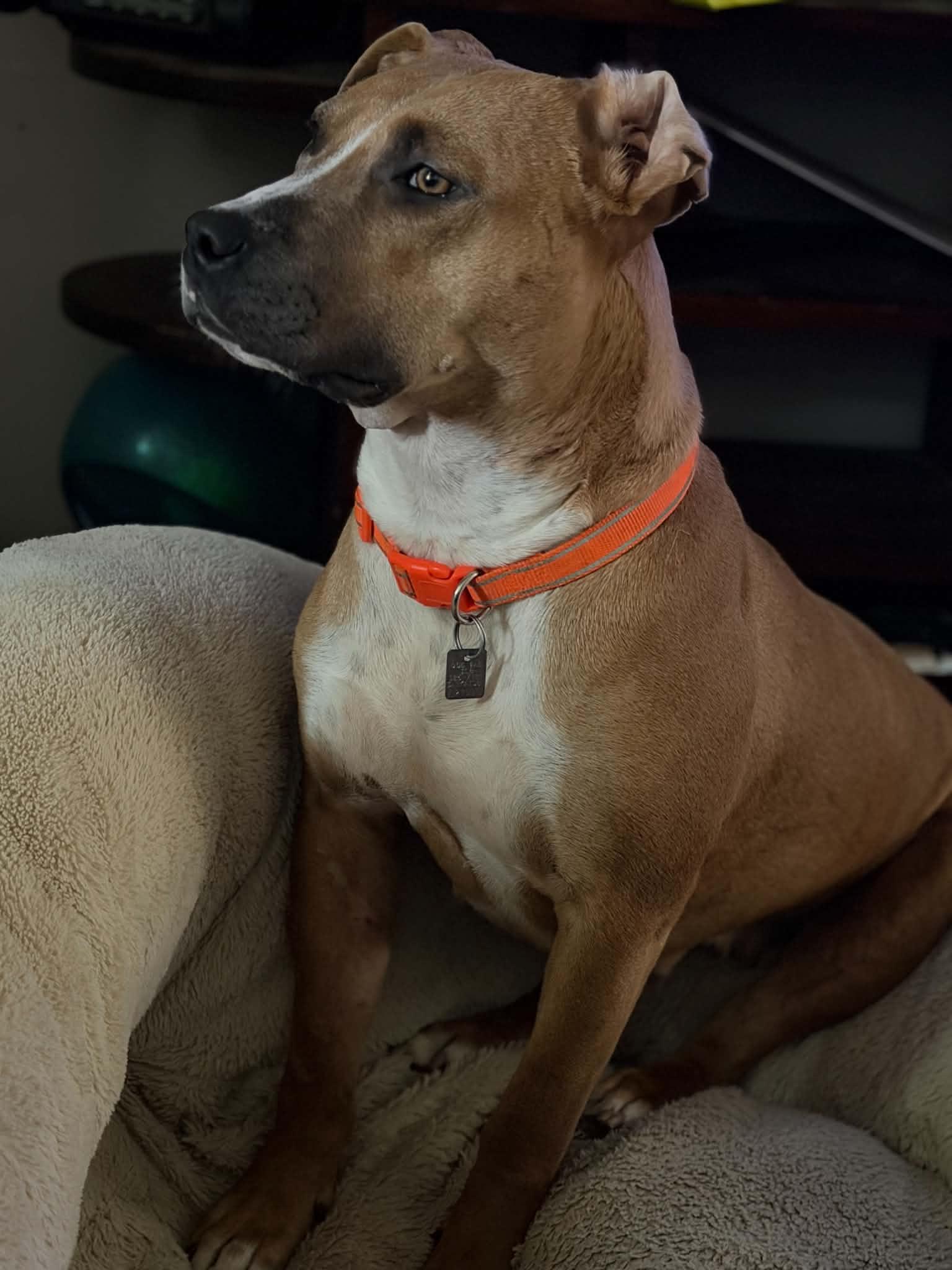 Enlarge Salsa, a Adoptable Mixed Breed in Saskatoon, SK image 2/4