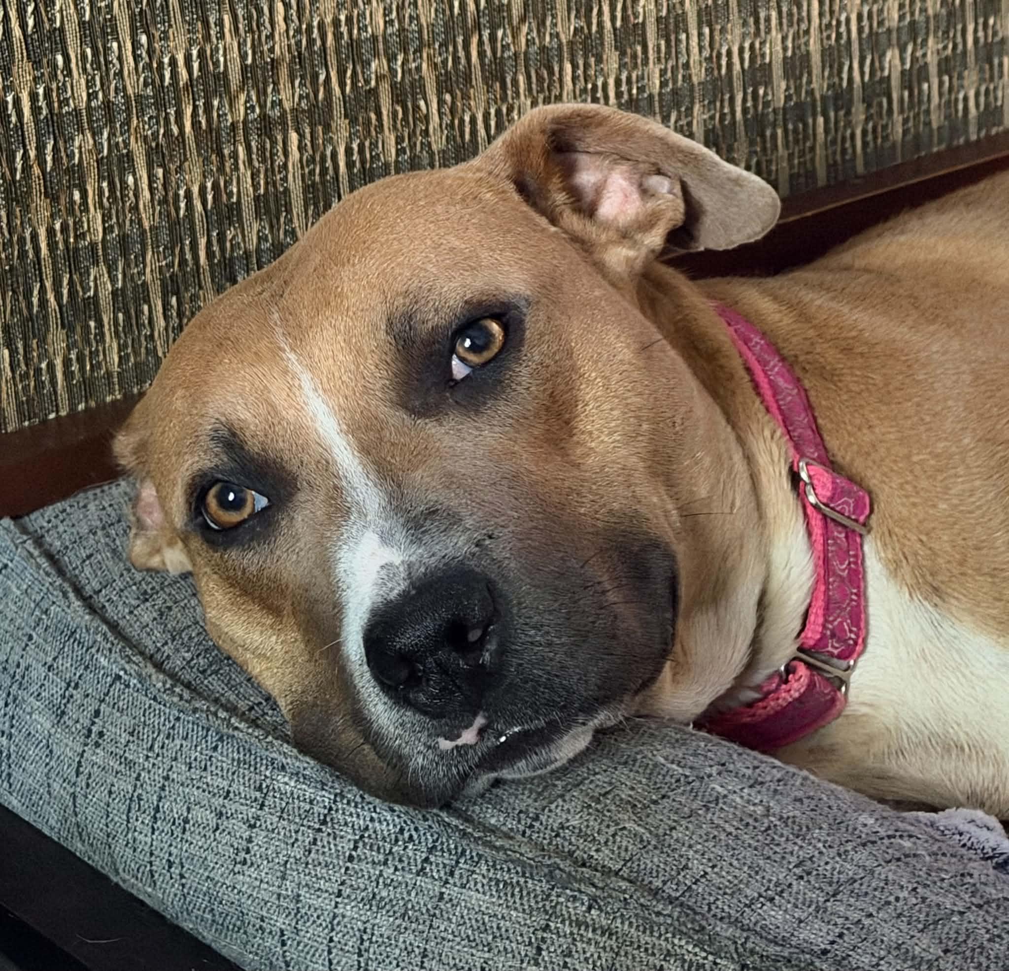 Enlarge Salsa, a Adoptable Mixed Breed in Saskatoon, SK image 4/4