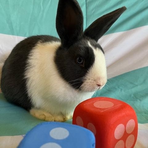 Enlarge Yahtzee, a Adoptable Dutch in Livermore, CA image 1/6