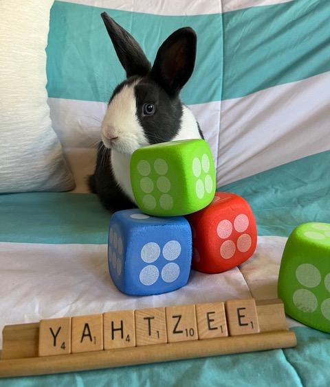 Enlarge Yahtzee, a Adoptable Dutch in Livermore, CA image 2/6