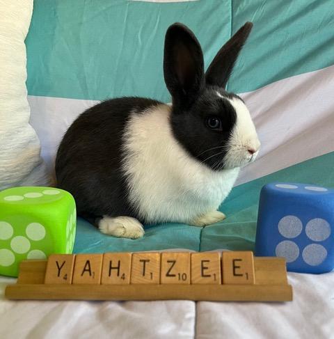 Enlarge Yahtzee, a Adoptable Dutch in Livermore, CA image 3/6