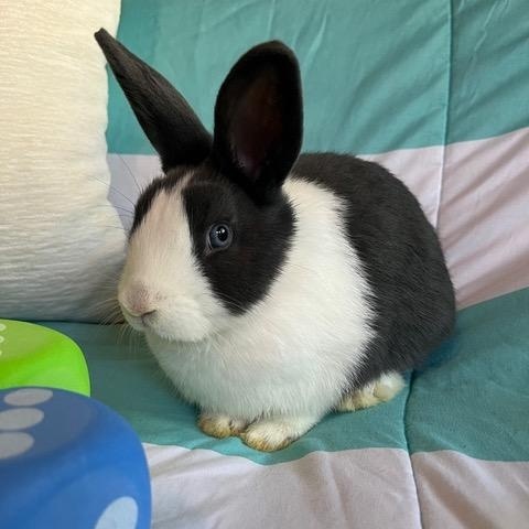 Enlarge Yahtzee, a Adoptable Dutch in Livermore, CA image 4/6