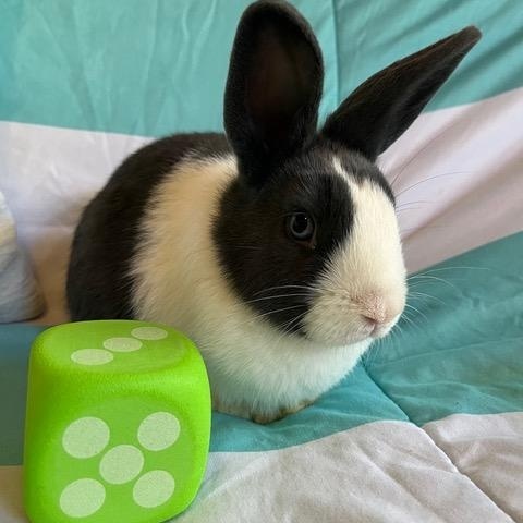 Enlarge Yahtzee, a Adoptable Dutch in Livermore, CA image 5/6