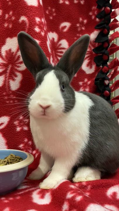 Enlarge Yahtzee, a Adoptable Dutch in Livermore, CA video 6/6