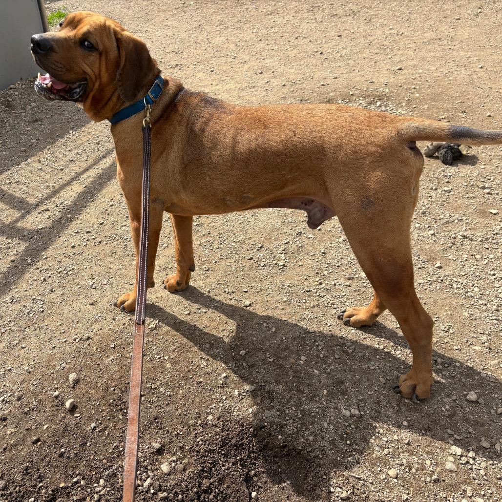 Gimli D26-017, a Adoptable Mastiff in Elbow Lake, MN image 1/4