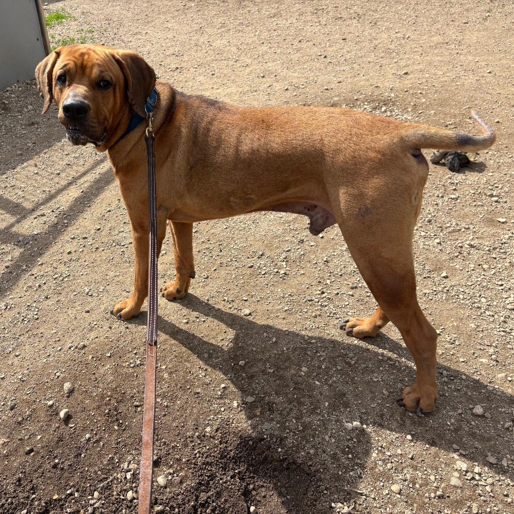 Gimli D26-017, a Adoptable Mastiff in Elbow Lake, MN image 2/4