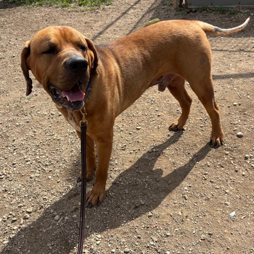 Gimli D26-017, a Adoptable Mastiff in Elbow Lake, MN image 3/4
