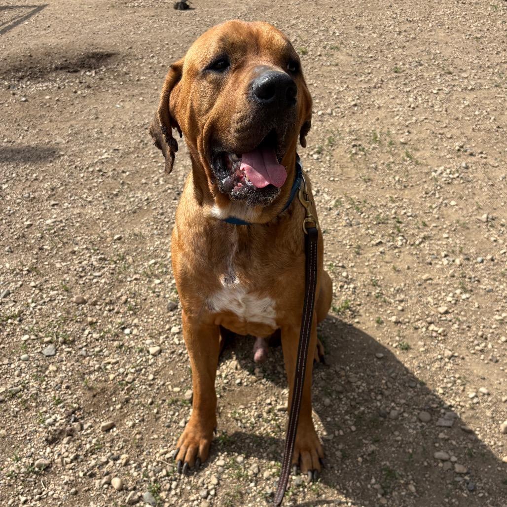 Gimli D26-017, a Adoptable Mastiff in Elbow Lake, MN image 4/4