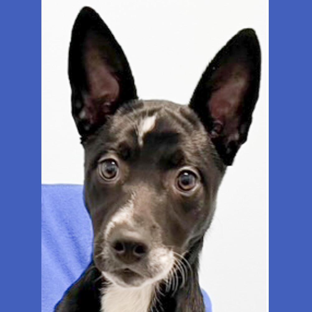 Octavia, Adoptable, Puppy Female Shepherd & Border Collie.