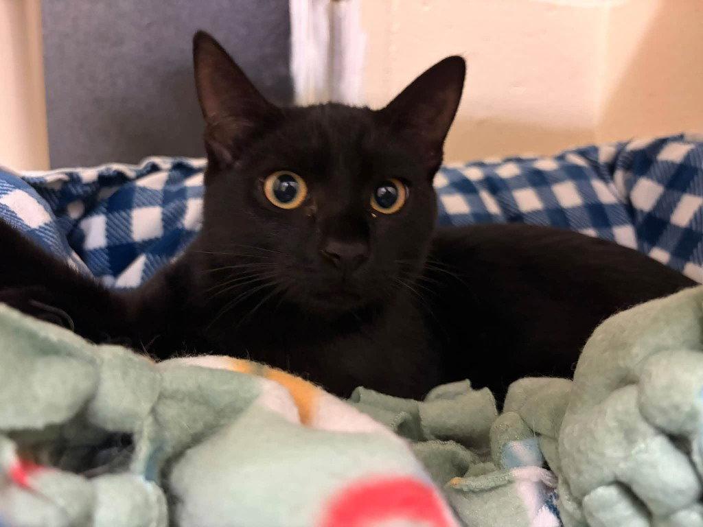 Inky, Adoptable, Kitten Female Domestic Short Hair.