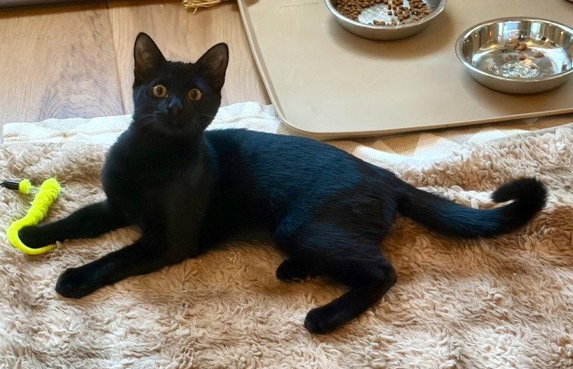 Enlarge Inky, a Adoptable Domestic Short Hair in Sayreville, NJ image 2/3