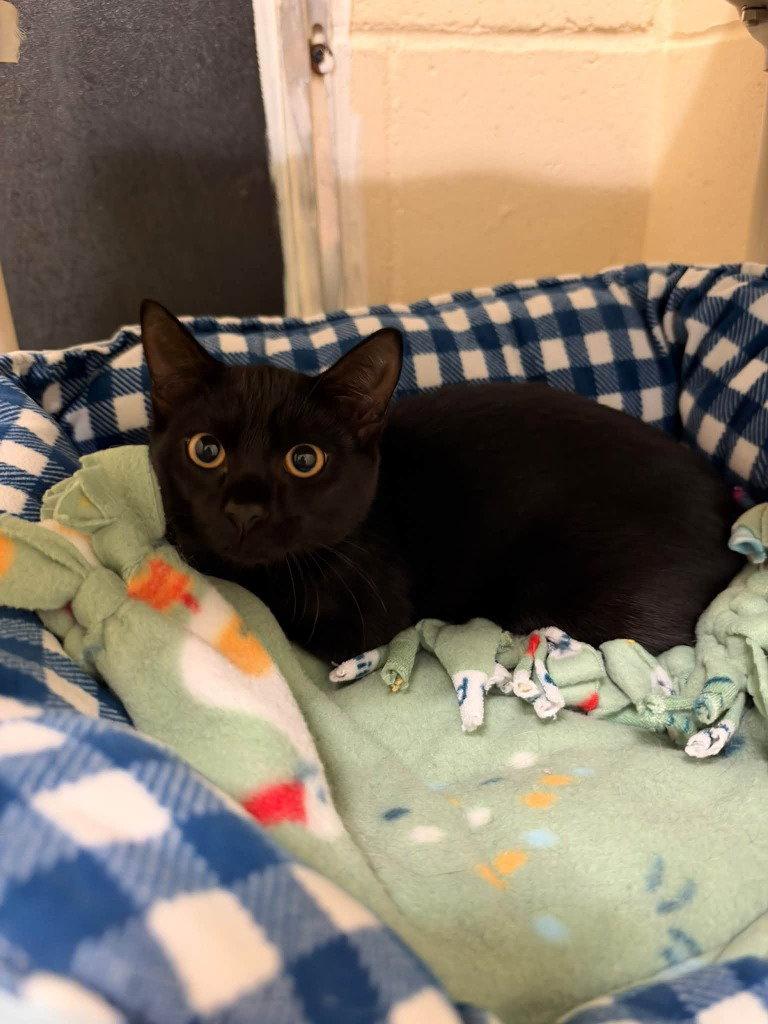 Enlarge Inky, a Adoptable Domestic Short Hair in Sayreville, NJ image 3/3