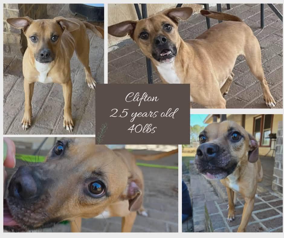 CLIFTON, Adoptable, Adult Male Boxer.