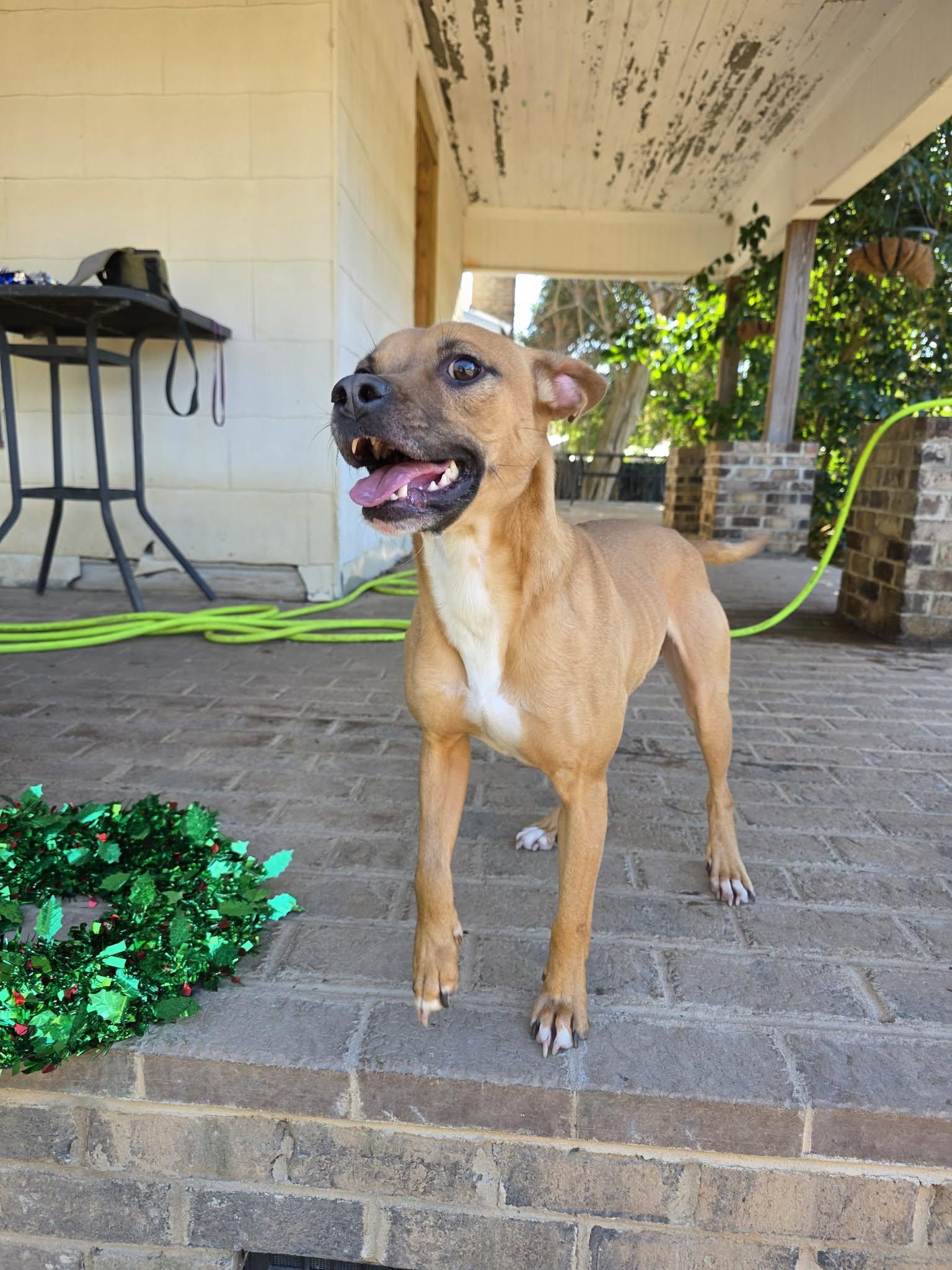 Enlarge CLIFTON, a Adoptable Boxer in Holbrook, NY image 3/3