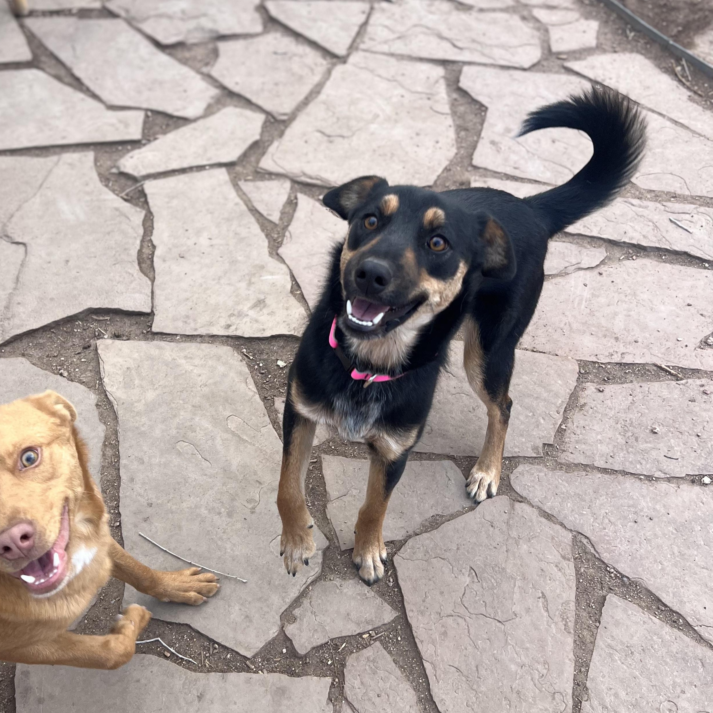 Salsa, a ADOPTABLE mixed breed in Fort Collins, CO image 3/3