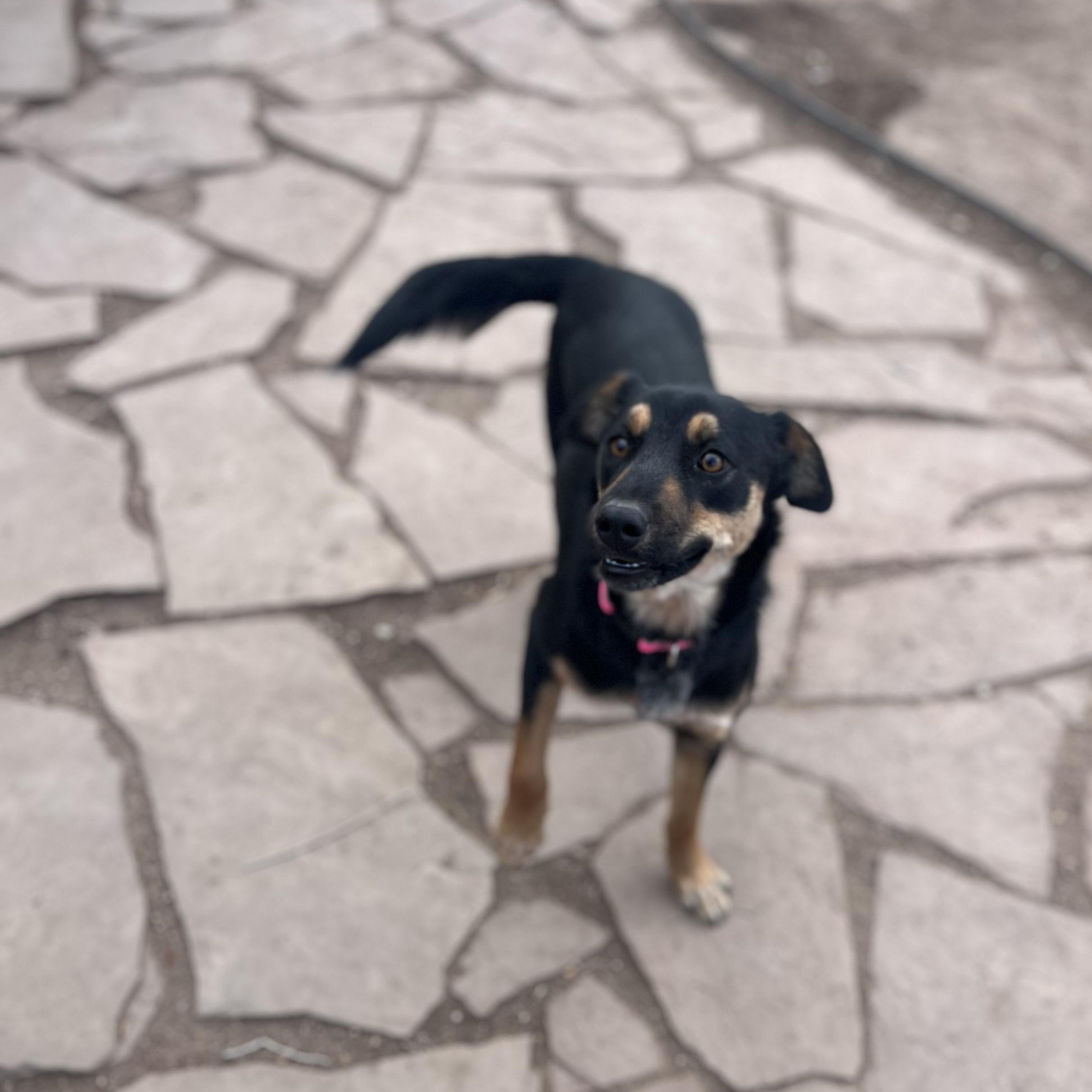 Salsa, a ADOPTABLE mixed breed in Fort Collins, CO image 2/3