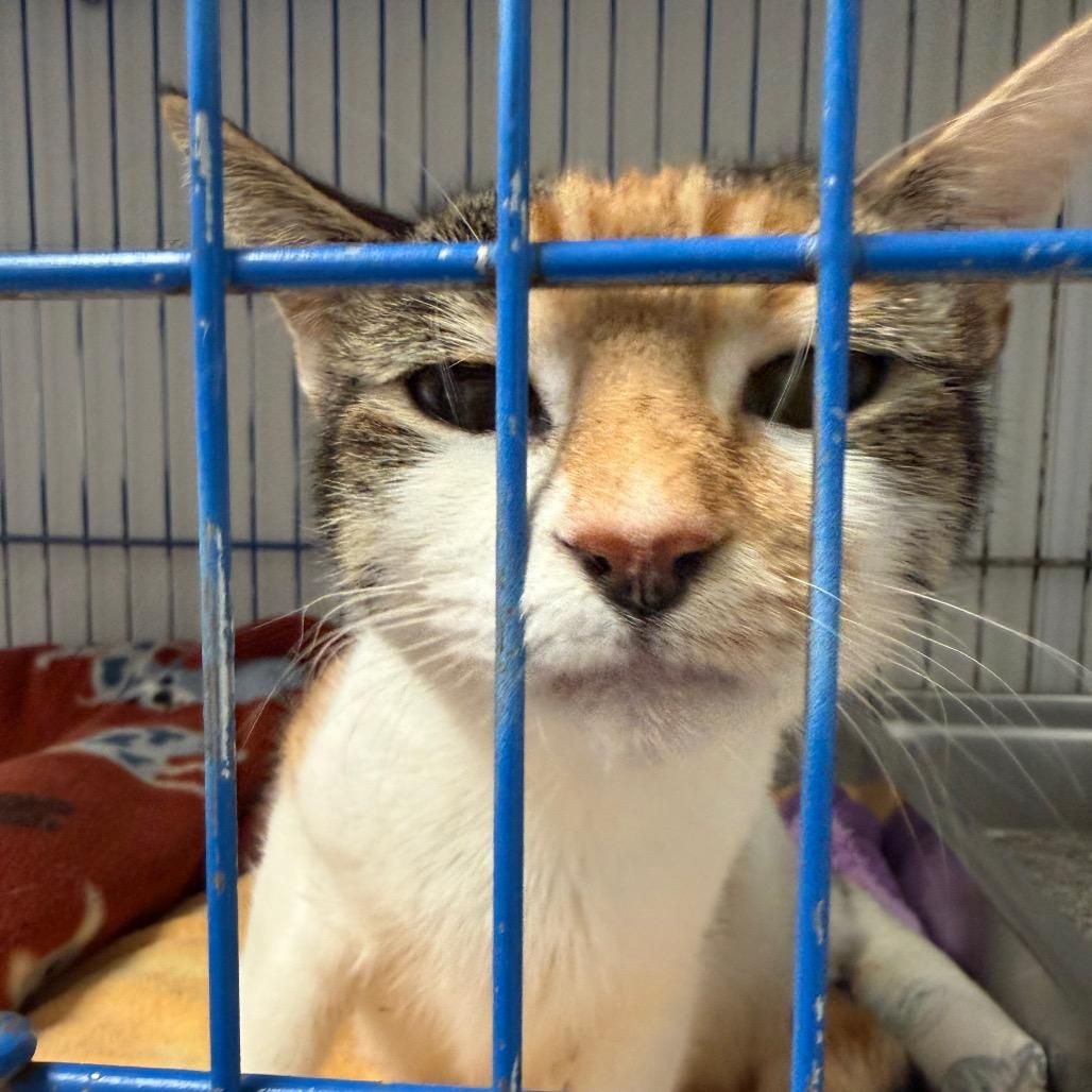 Enlarge Joyce, a Adoptable Domestic Short Hair in Blairsville, GA image 1/5