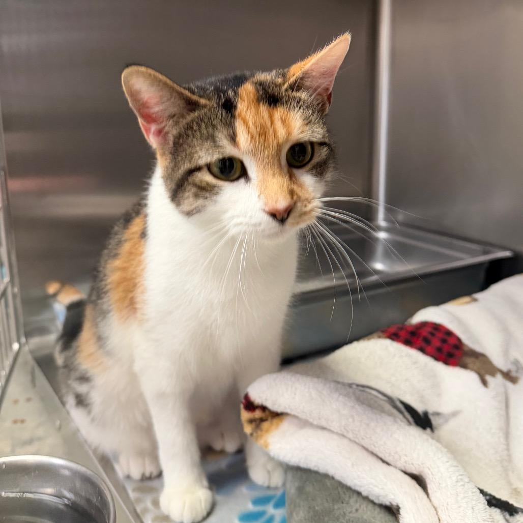 Enlarge Joyce, a Adoptable Domestic Short Hair in Blairsville, GA image 3/5