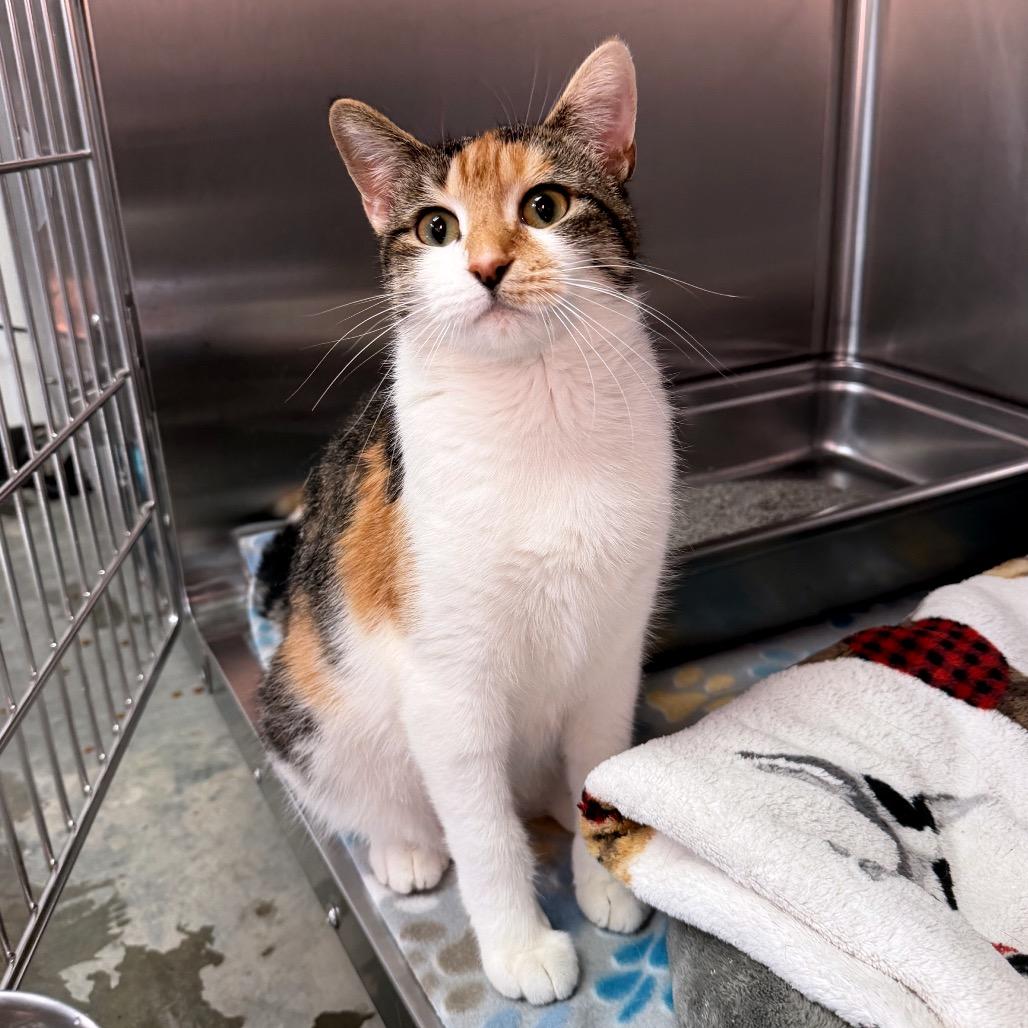 Enlarge Joyce, a Adoptable Domestic Short Hair in Blairsville, GA image 4/5