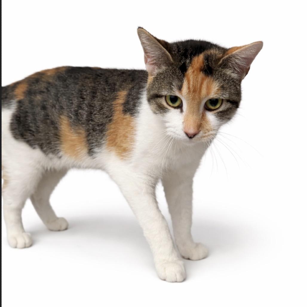 Enlarge Joyce, a Adoptable Domestic Short Hair in Blairsville, GA image 5/5