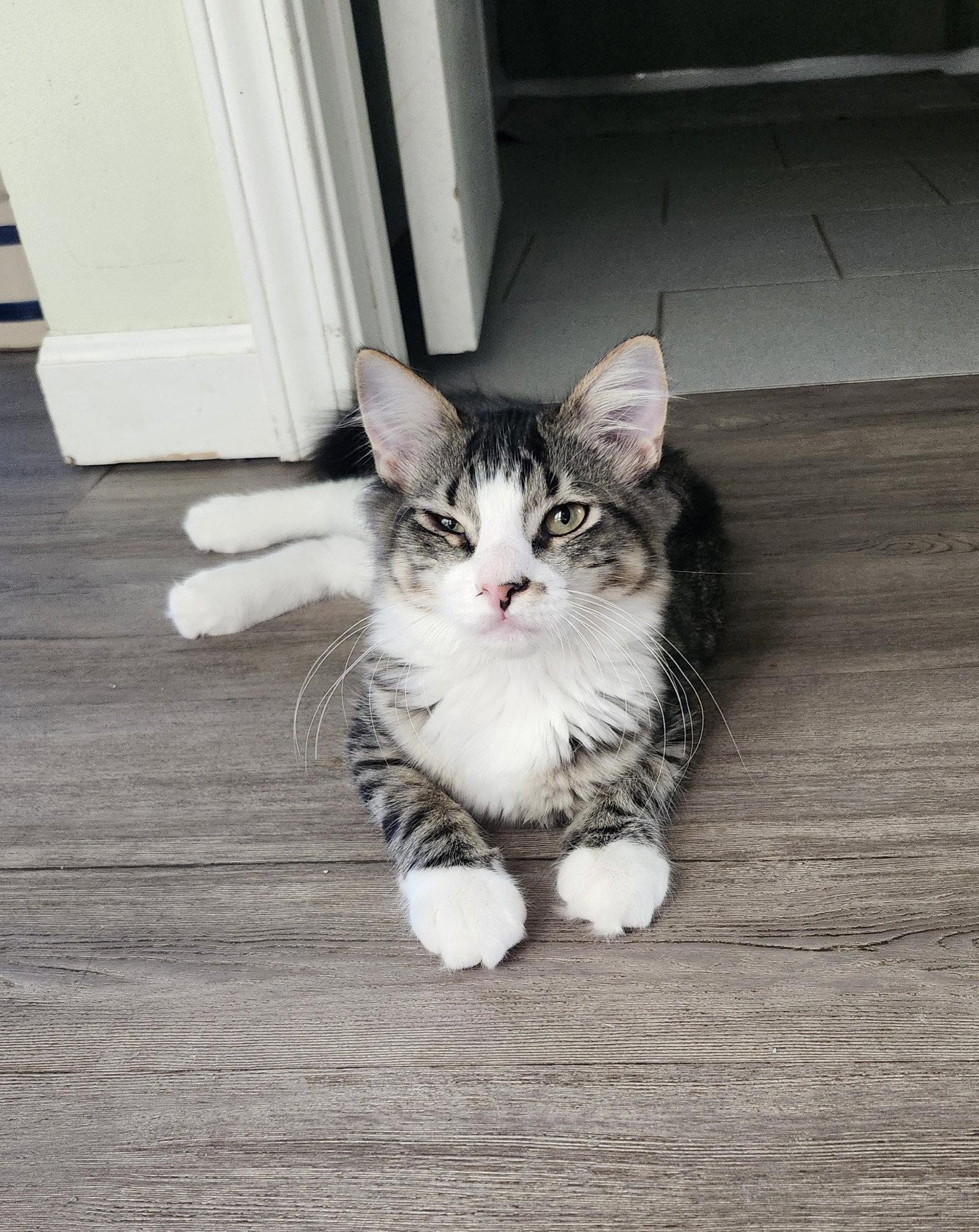 Enlarge Stella, a Adoptable Domestic Medium Hair in Council Bluffs, IA image 1/1