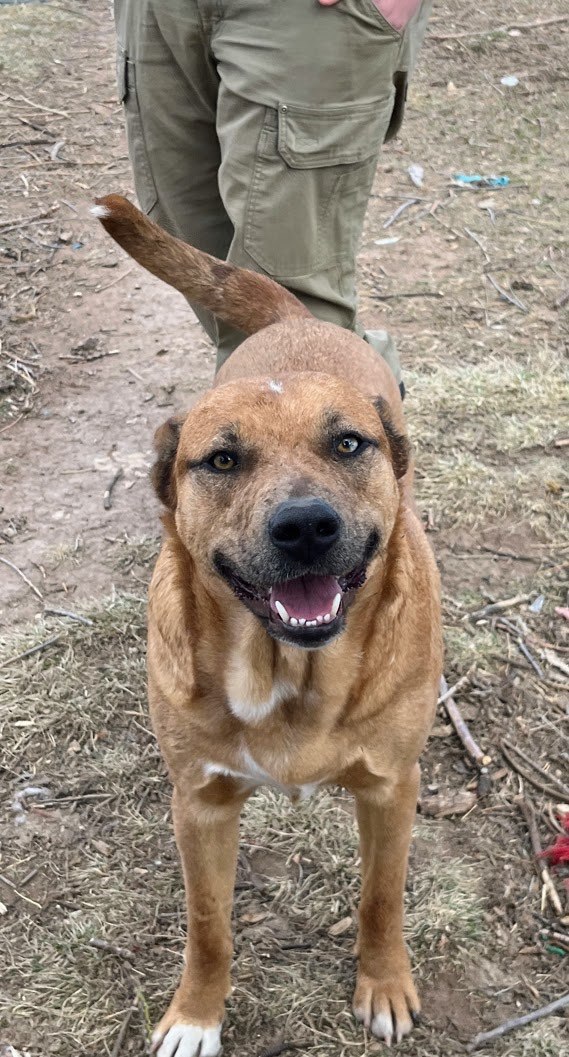 Enlarge Moki-aka Partypants, a Adoptable Australian Shepherd in Nucla, CO image 1/1