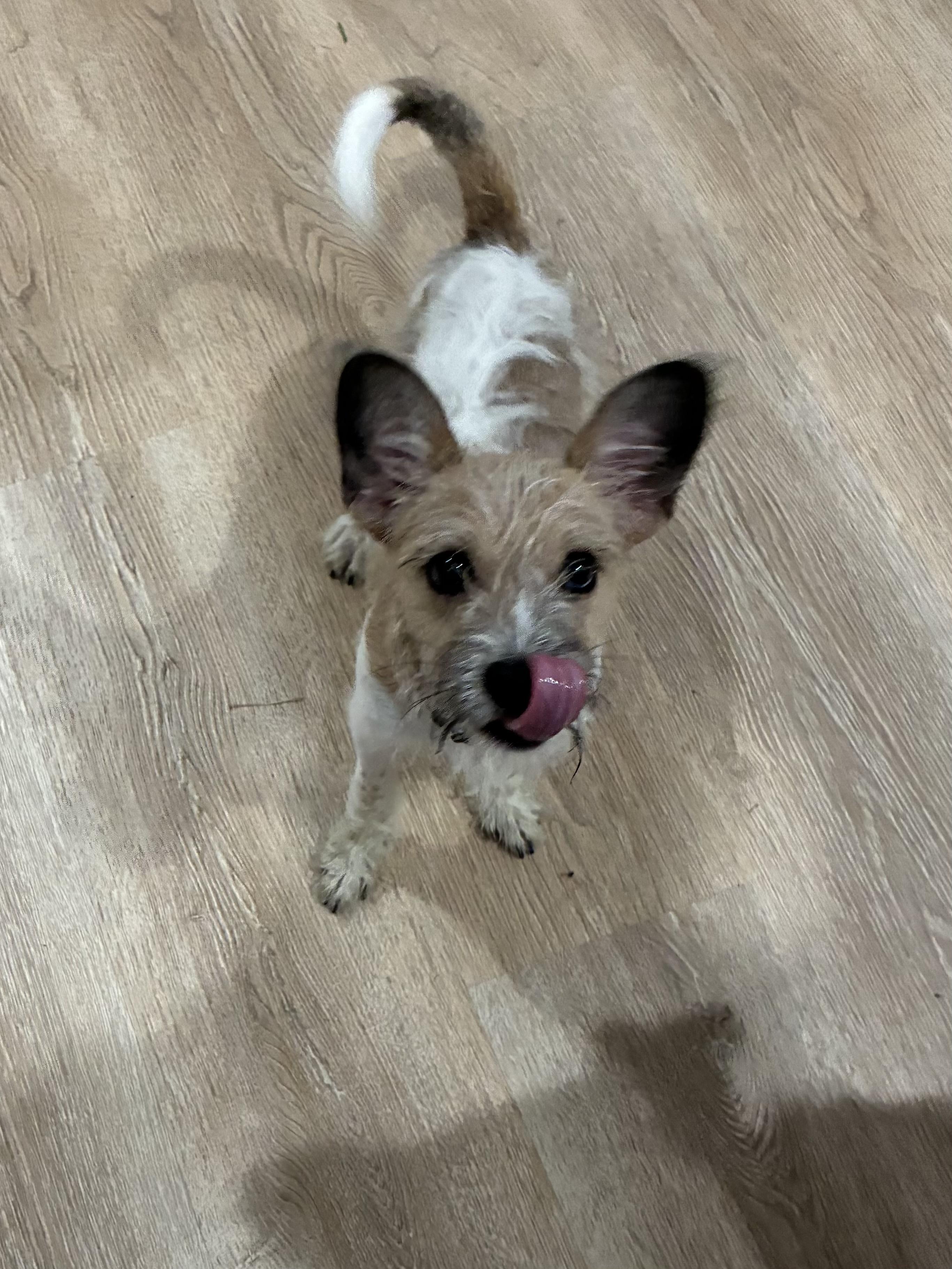Enlarge Lucky, an adopted mixed breed in League City, TX image 2/5