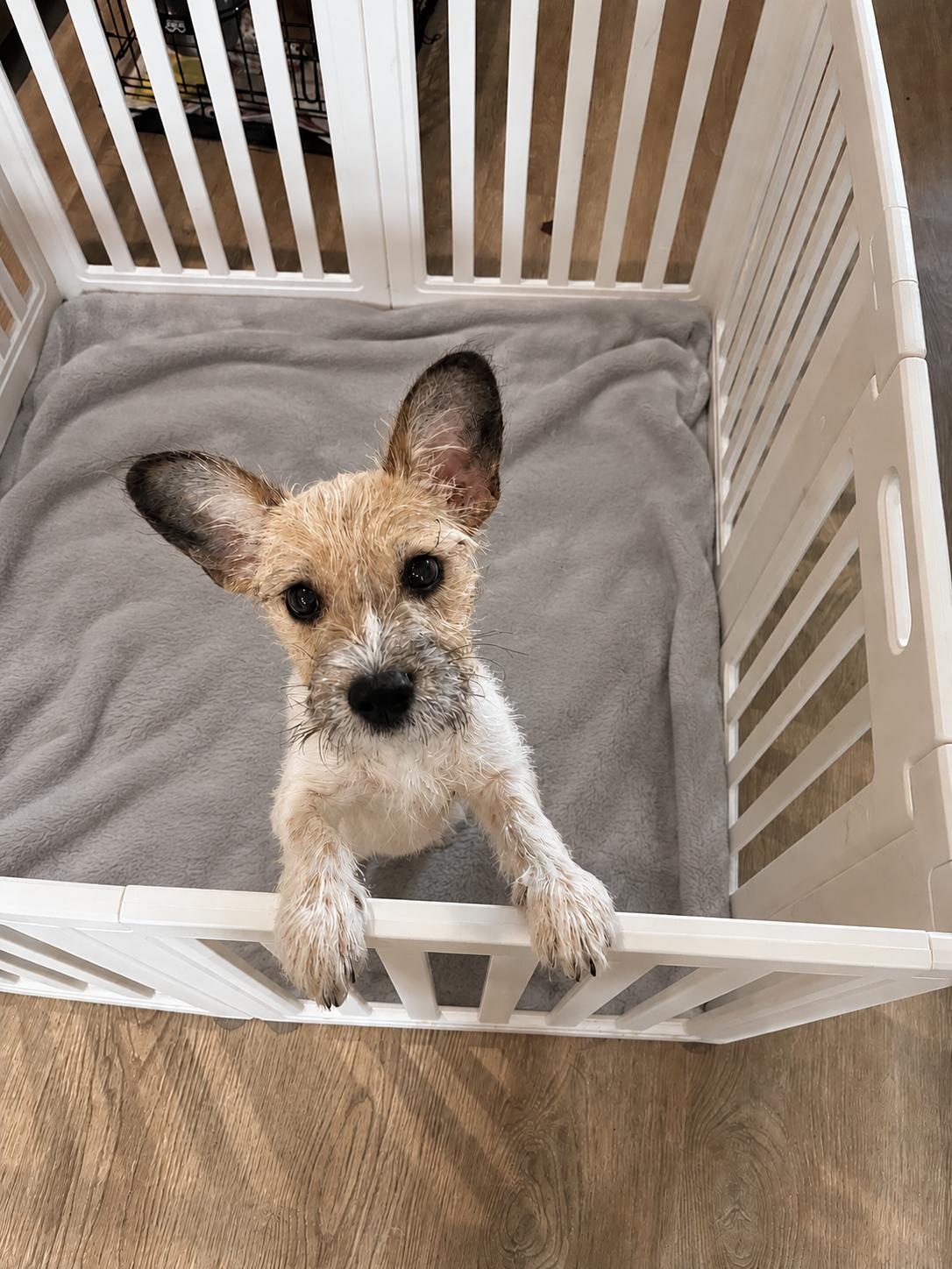 Enlarge Lucky, an adopted mixed breed in League City, TX image 4/5