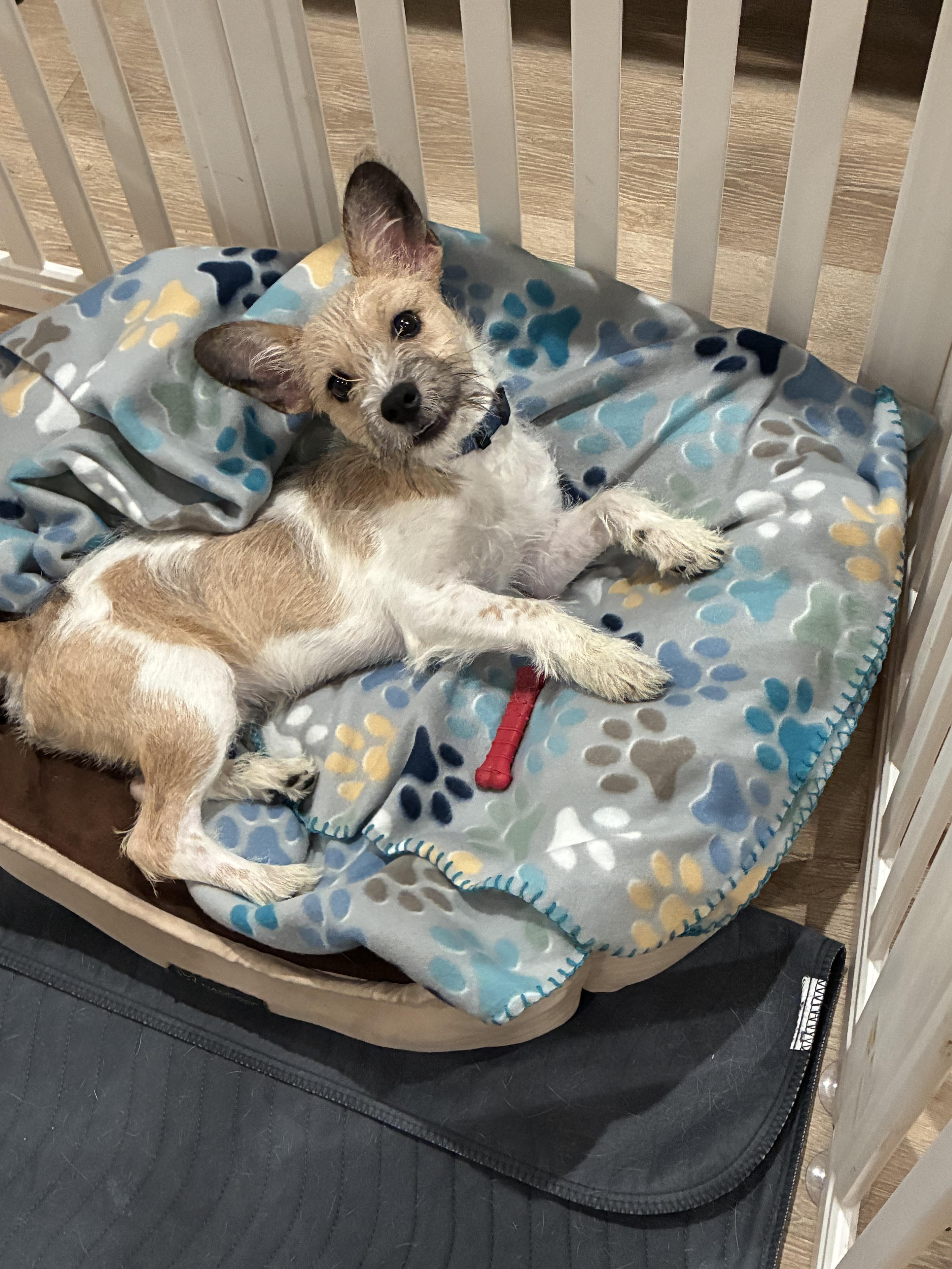 Enlarge Lucky, an adopted mixed breed in League City, TX image 1/5