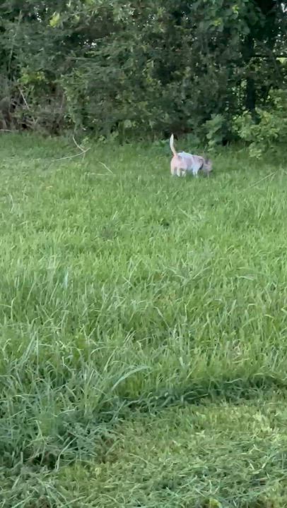 Enlarge Lucky, an adopted mixed breed in League City, TX video 5/5