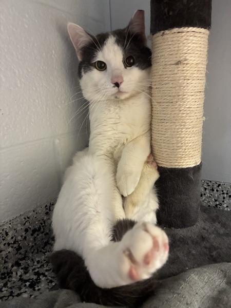 Enlarge *Chip*, a Adoptable mixed breed in Salt Lake City, UT image 1/2