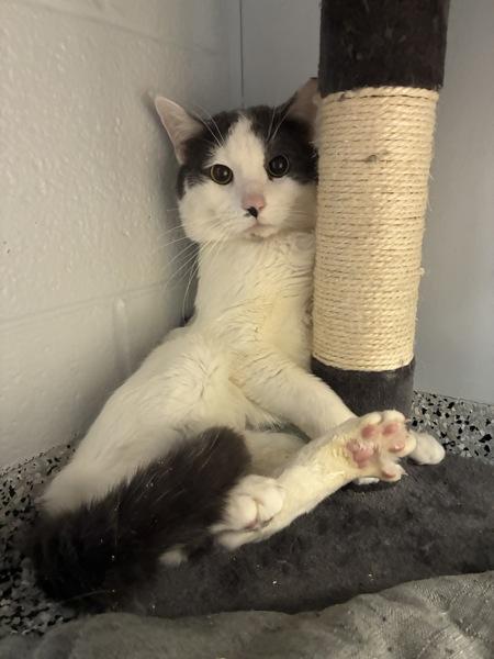 Enlarge *Chip*, a Adoptable mixed breed in Salt Lake City, UT image 2/2