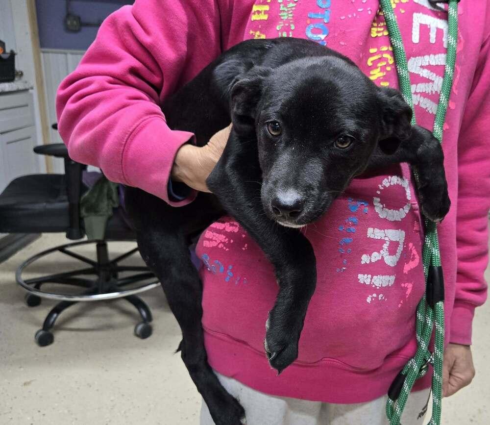 Enlarge Mindy, a Adoptable mixed breed in Waverly, OH image 1/1