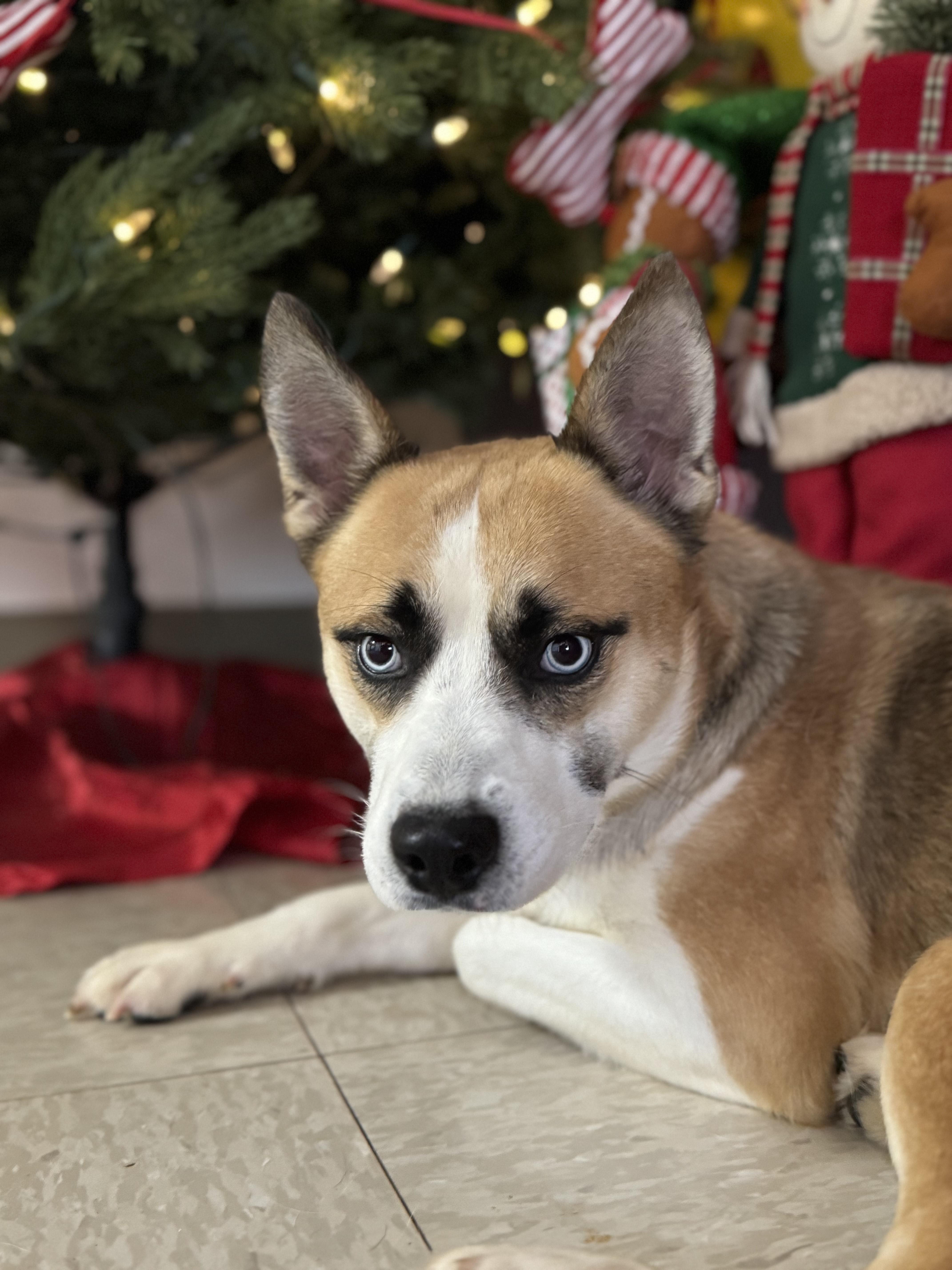 Mr. Potato, a Adoptable Mixed Breed in Chickasha, OK image 1/2