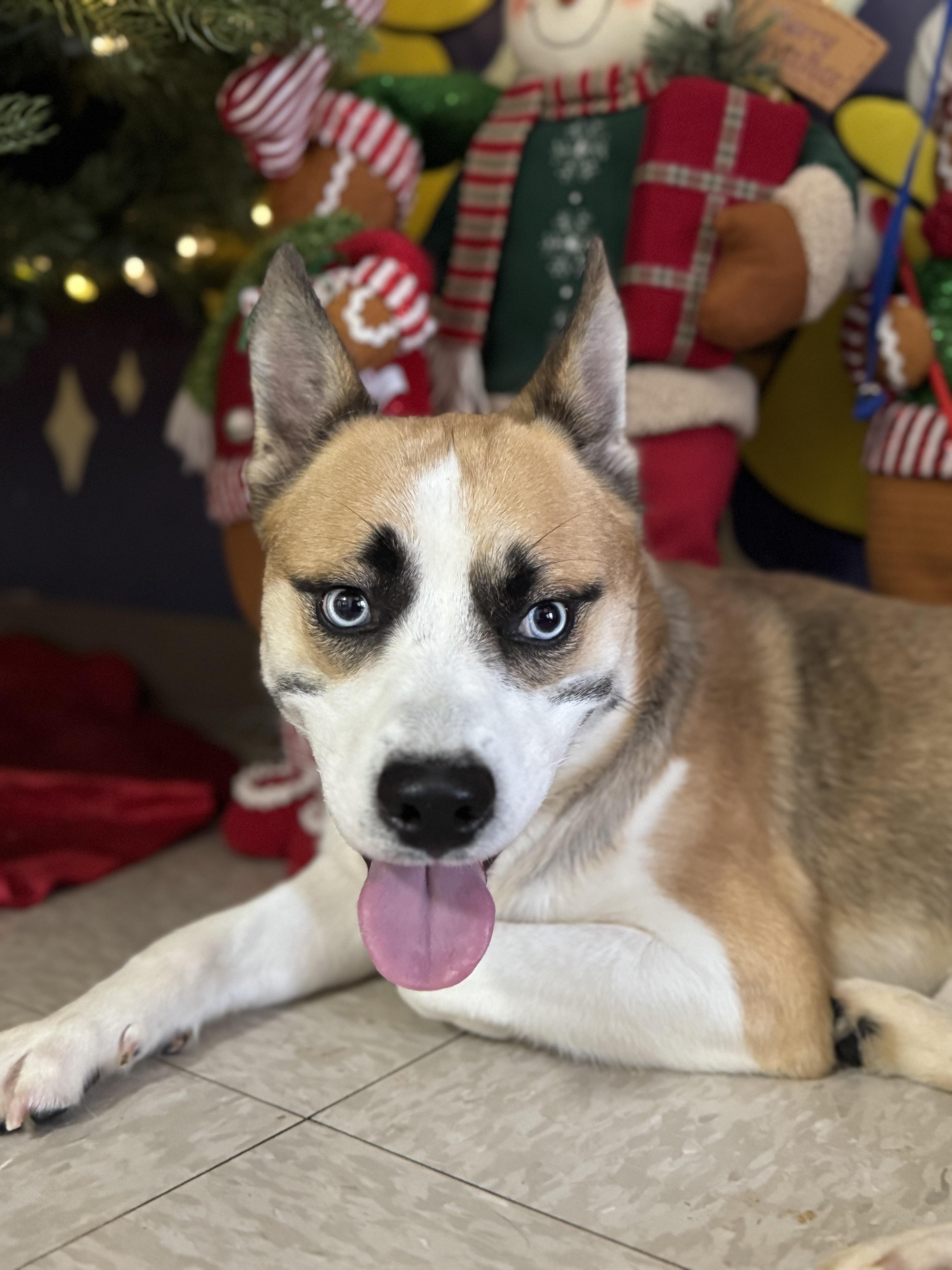 Mr. Potato, a Adoptable Mixed Breed in Chickasha, OK image 2/2