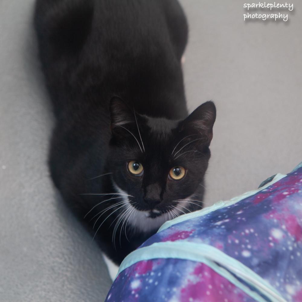 Enlarge Elijiah, a Adoptable Domestic Short Hair in Ridgefield, CT image 4/6