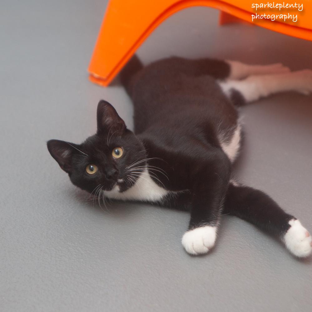 Elijiah, an adoptable Domestic Short Hair in Ridgefield, CT image 1/4