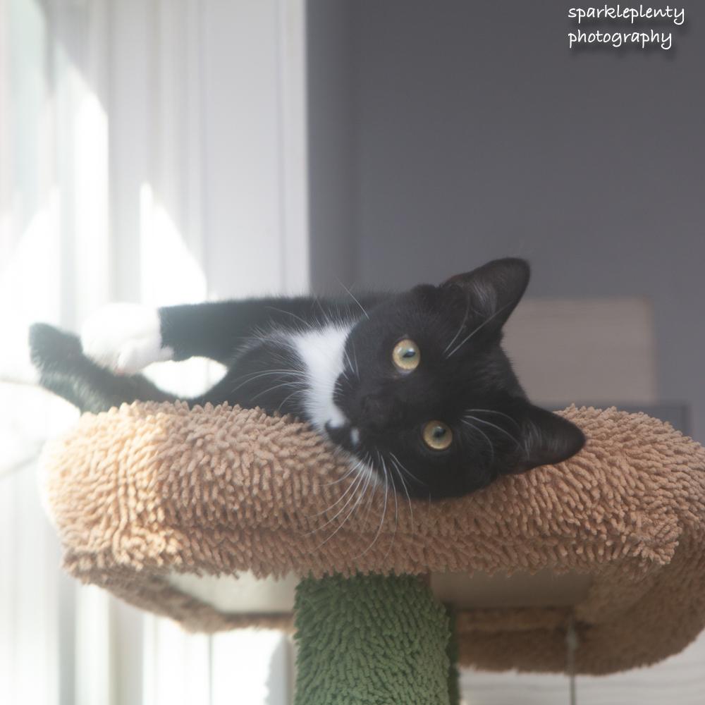 Enlarge Elijiah, a Adoptable Domestic Short Hair in Ridgefield, CT image 2/6