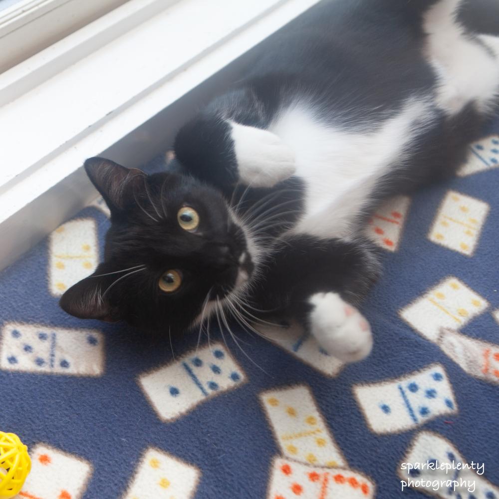Enlarge Elijiah, a Adoptable Domestic Short Hair in Ridgefield, CT image 1/6