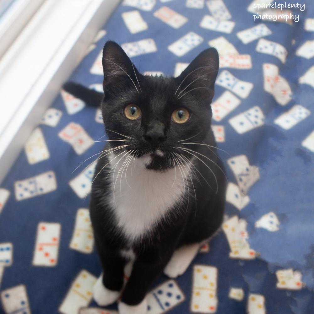 Enlarge Elijiah, a Adoptable Domestic Short Hair in Ridgefield, CT image 5/6