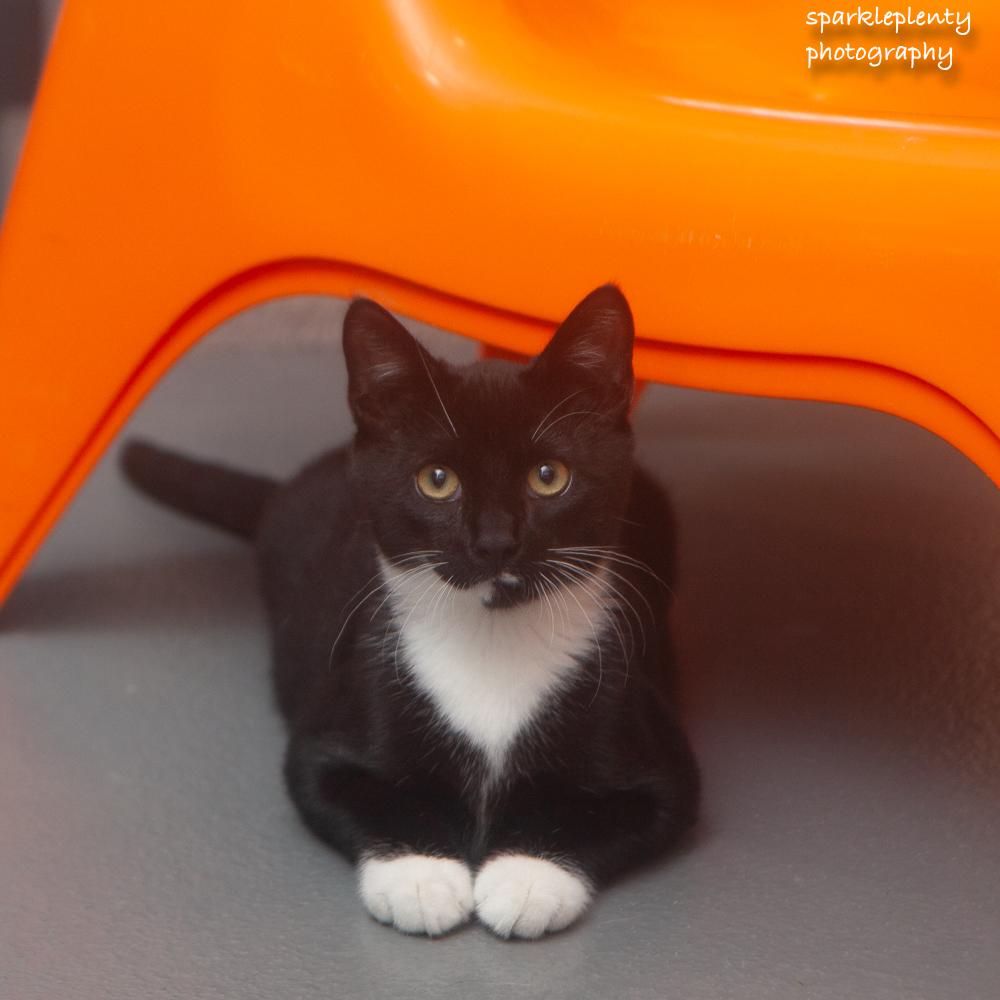 Elijiah, an adoptable Domestic Short Hair in Ridgefield, CT image 3/4