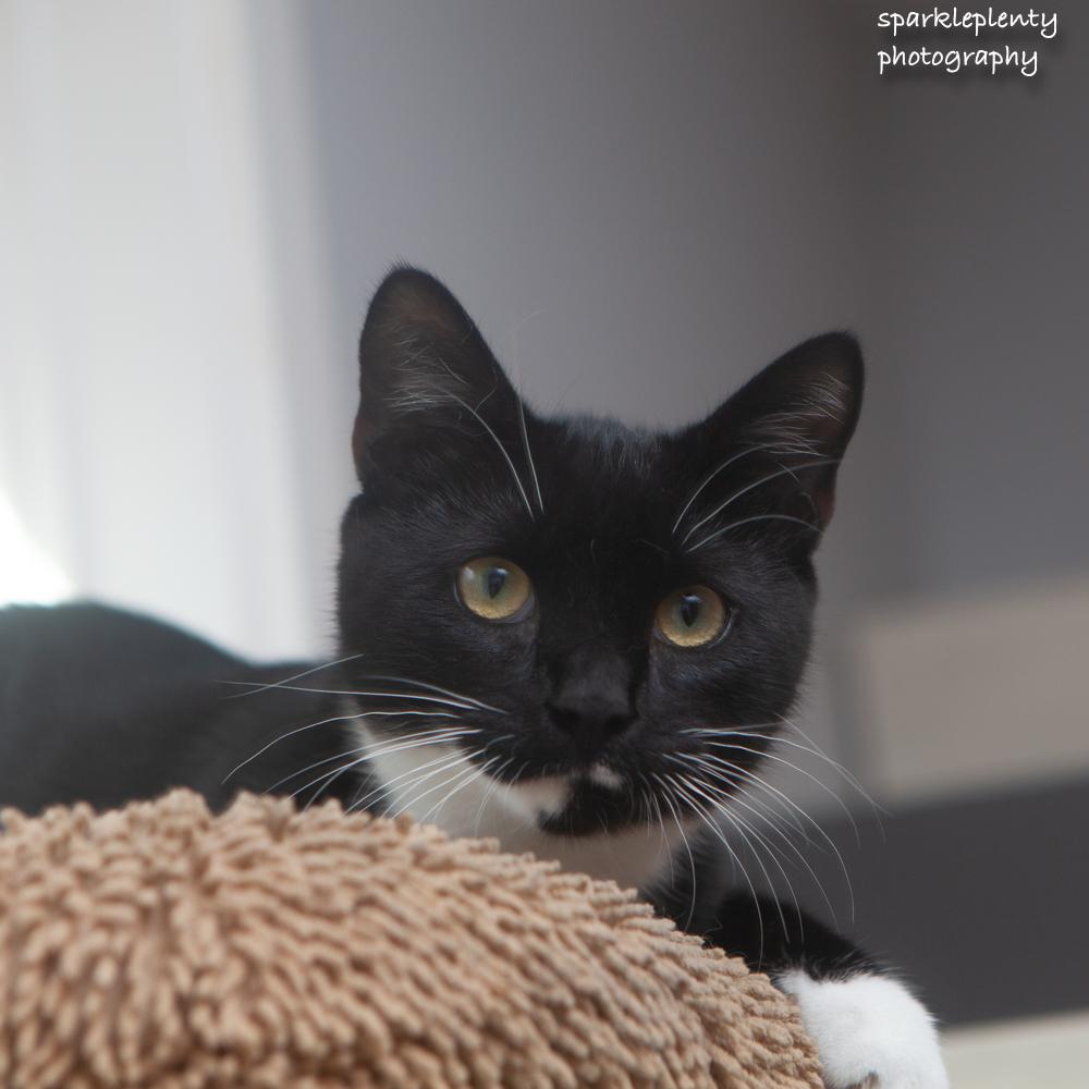 Enlarge Elijiah, a Adoptable Domestic Short Hair in Ridgefield, CT image 3/6