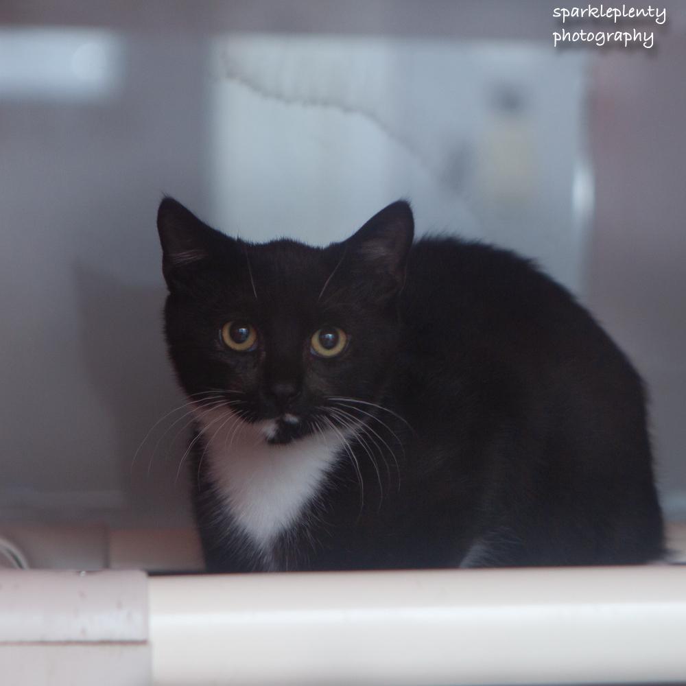 Elijiah, an adoptable Domestic Short Hair in Ridgefield, CT image 4/4