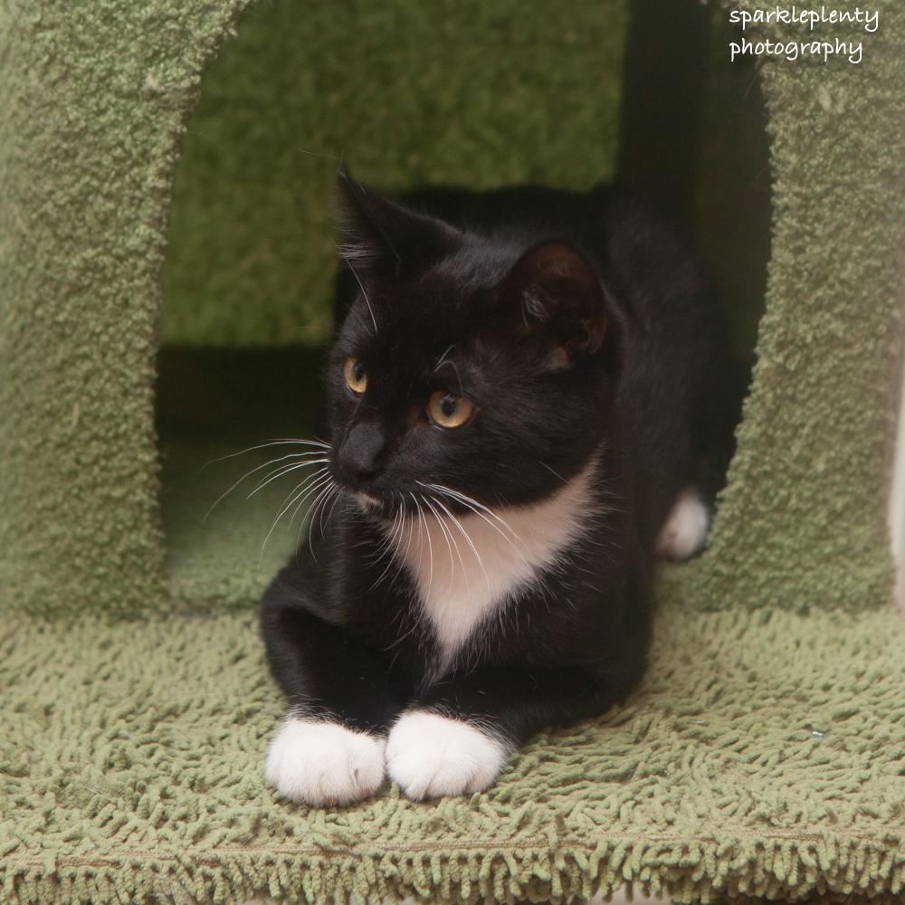 Elijiah, an adoptable Domestic Short Hair in Ridgefield, CT image 2/4