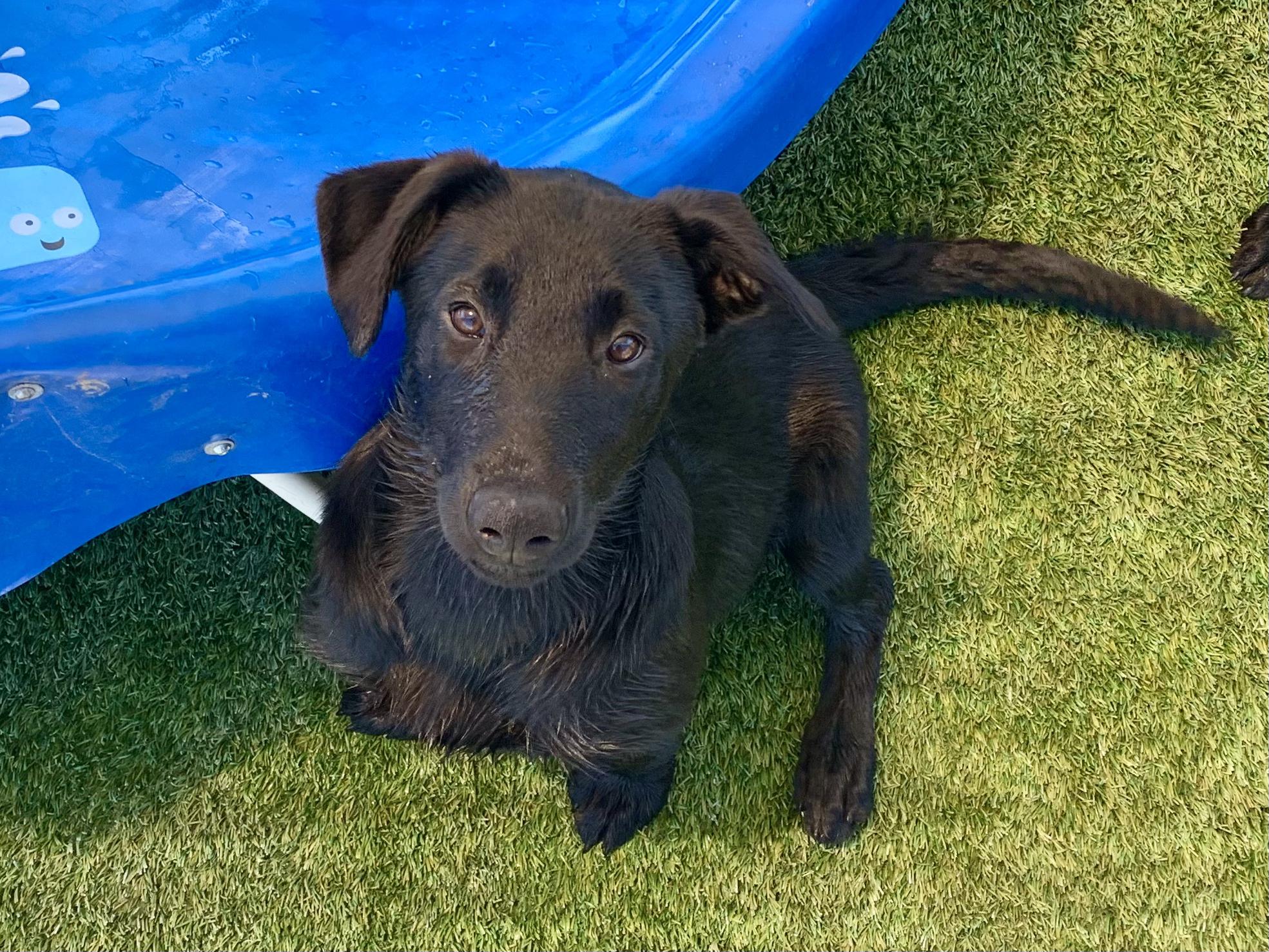 Enlarge Nel, a ADOPTABLE mixed breed in Grass Valley, CA image 2/2