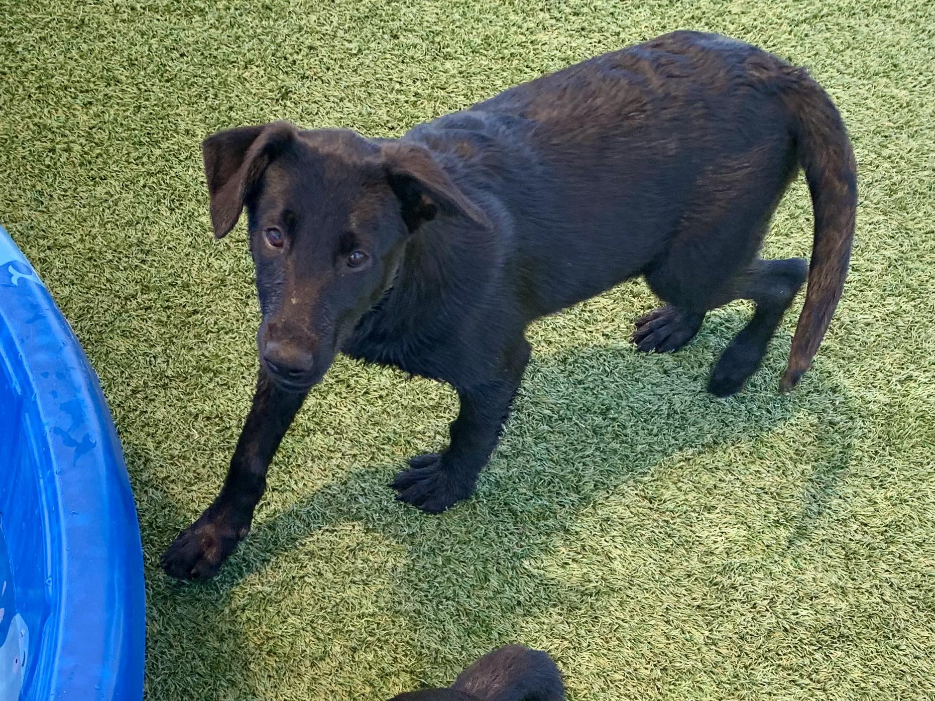 Nel, ADOPTABLE, Puppy Female Shepherd & Labrador Retriever.